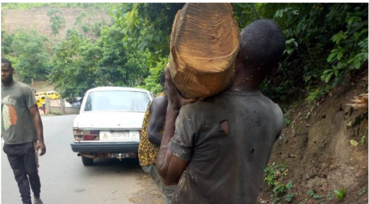 Enugu Gov’t Warns Against Illegal Logging At Milliken Hill, Vows To Prosecute Offenders