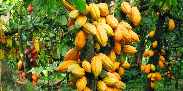  Top 5 Cocoa-Producing Countries In Africa