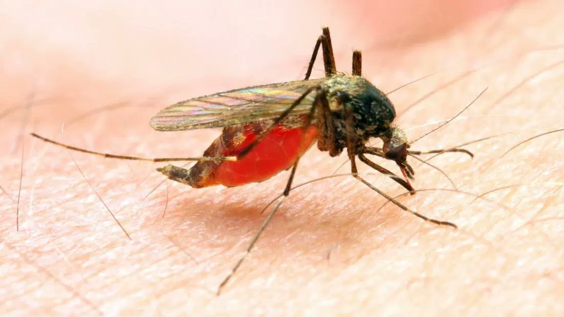 Nigeria Intensifies Malaria Fight As SFH Launches Major Prevention Campaign