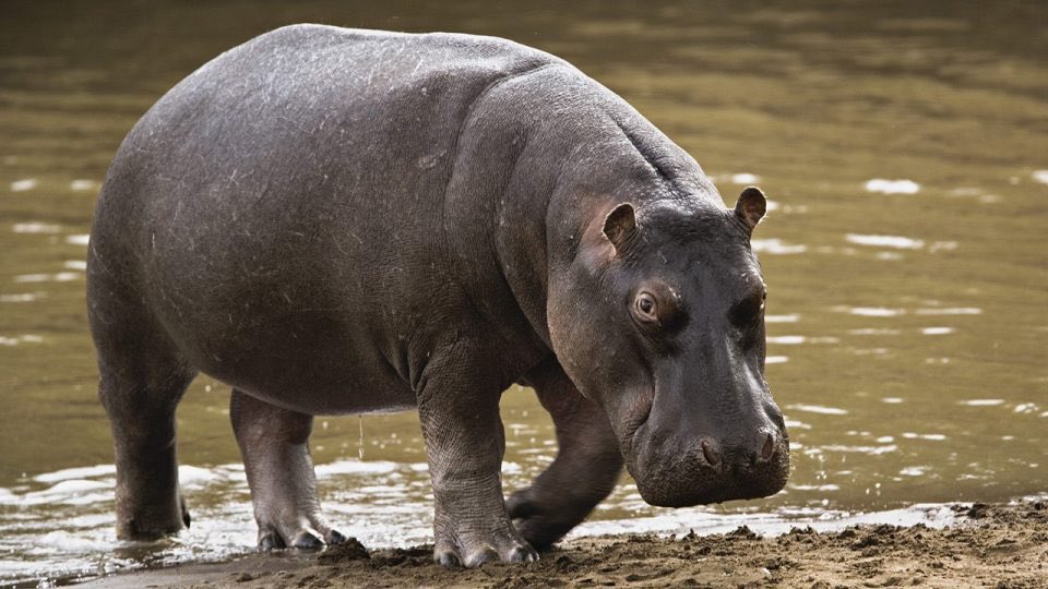 Tragedy Strikes Adamawa As Flood-Displaced Hippos Attack Communities